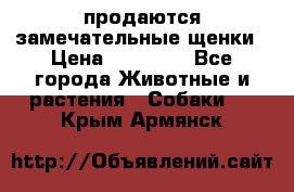 продаются замечательные щенки › Цена ­ 10 000 - Все города Животные и растения » Собаки   . Крым,Армянск